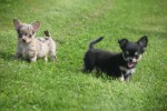 Chihuahua (reu) 84635