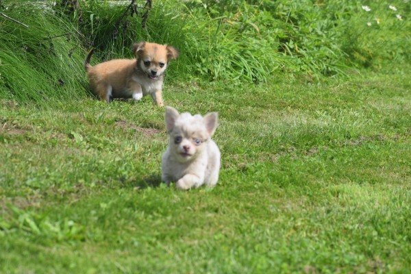 Chihuahua (reu) 84636