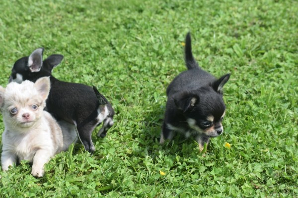 Chihuahua (reu) 84698
