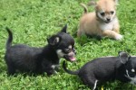 Chihuahua (reu) 84698