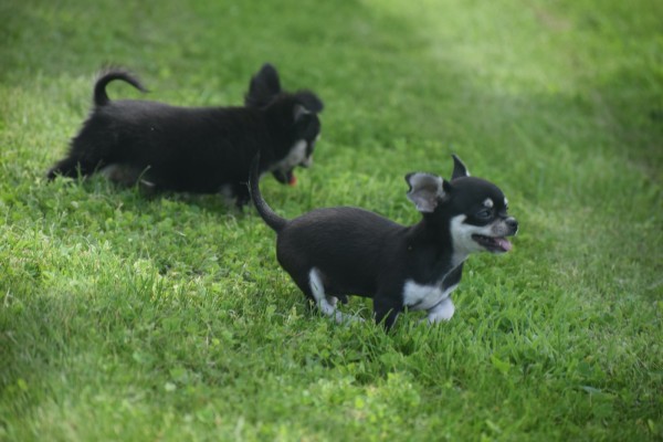 Chihuahua (reu) 84698