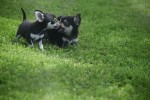 Chihuahua (reu) 84698