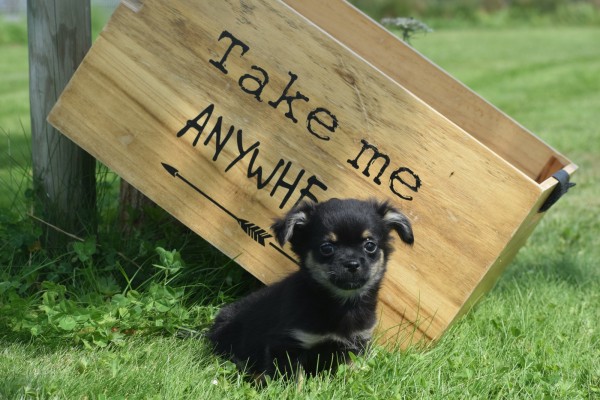 Chihuahua (reu) 84600