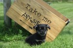 Chihuahua (reu) 84600