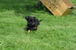 Chihuahua (reu) 84600