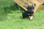 Chihuahua (reu) 84600