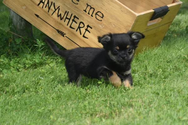Chihuahua (reu) 84600