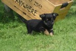 Chihuahua (reu) 84600