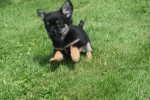 Chihuahua (reu) 84600