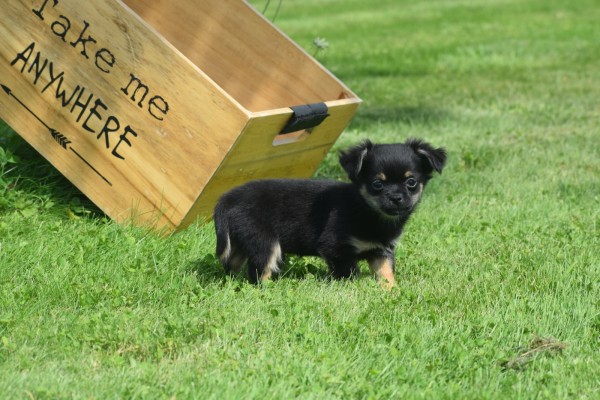 Chihuahua (reu) 84600
