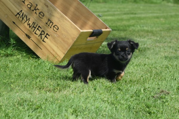 Chihuahua (reu) 84600