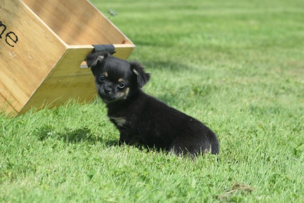 Chihuahua (reu) 84600