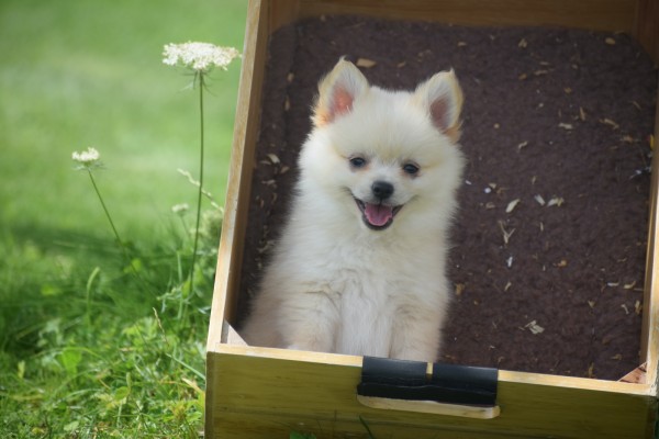 Keeshond (teef) 84680