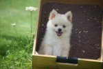 Keeshond (teef) 84680
