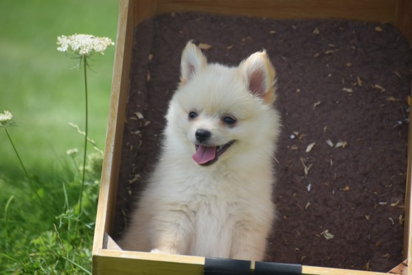 Keeshond (teef) 84680