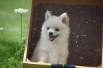 Keeshond (teef) 84680
