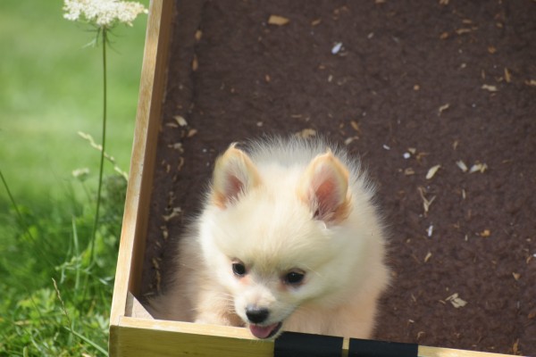Keeshond (teef) 84680