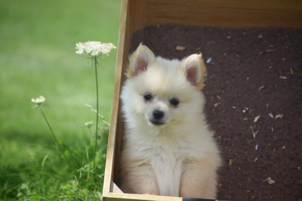 Keeshond (teef) 84680