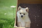 Keeshond (teef) 84680
