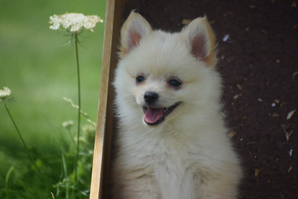 Keeshond (teef) 84680