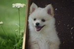 Keeshond (teef) 84680