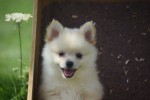 Keeshond (teef) 84680