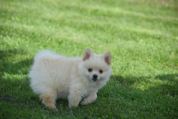 Keeshond (teef) 84680