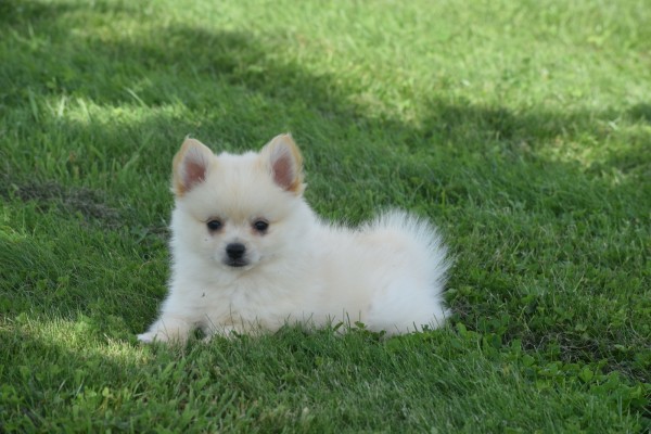 Keeshond (teef) 84680