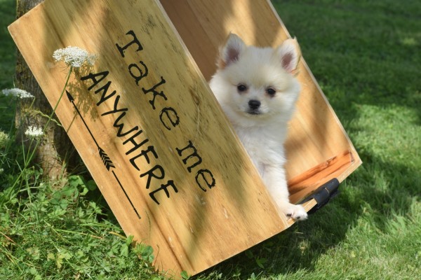 Keeshond (teef) 84680