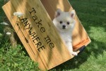 Keeshond (teef) 84680