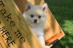 Keeshond (teef) 84680