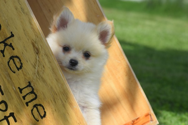 Keeshond (teef) 84680