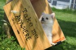 Keeshond (teef) 84680