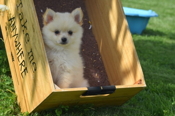 Keeshond (teef) 84680