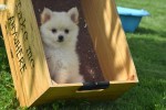 Keeshond (teef) 84680
