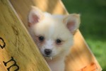 Keeshond (reu) 84835