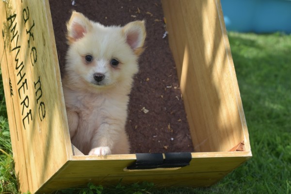 Keeshond (reu) 84835