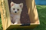 Keeshond (reu) 84835