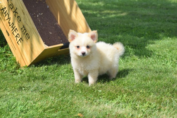 Keeshond (reu) 84835