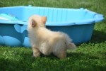 Keeshond (reu) 84835