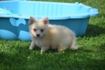 Keeshond (reu) 84835