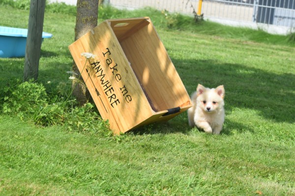 Keeshond (reu) 84835