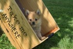 Keeshond (teef) 84649