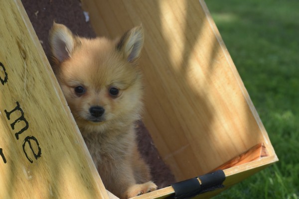 Keeshond (teef) 84649