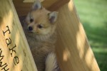 Keeshond (teef) 84649