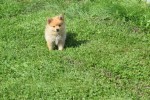 Keeshond (teef) 84649