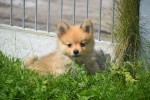 Keeshond (teef) 84649