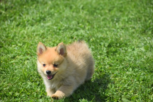 Keeshond (teef) 84649