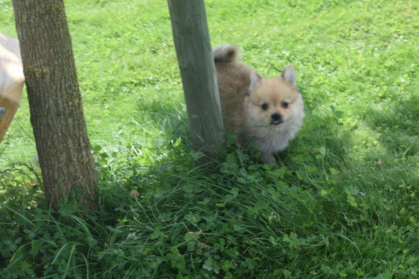 Keeshond (teef) 84649