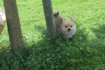 Keeshond (teef) 84649